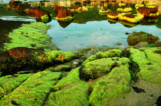 [-]Ngỡ[-]ngàng[-]trước[-]vẻ[-]đẹp[-]mùa[-]rêu[-]biển[-]Nhơn[-]Hải
